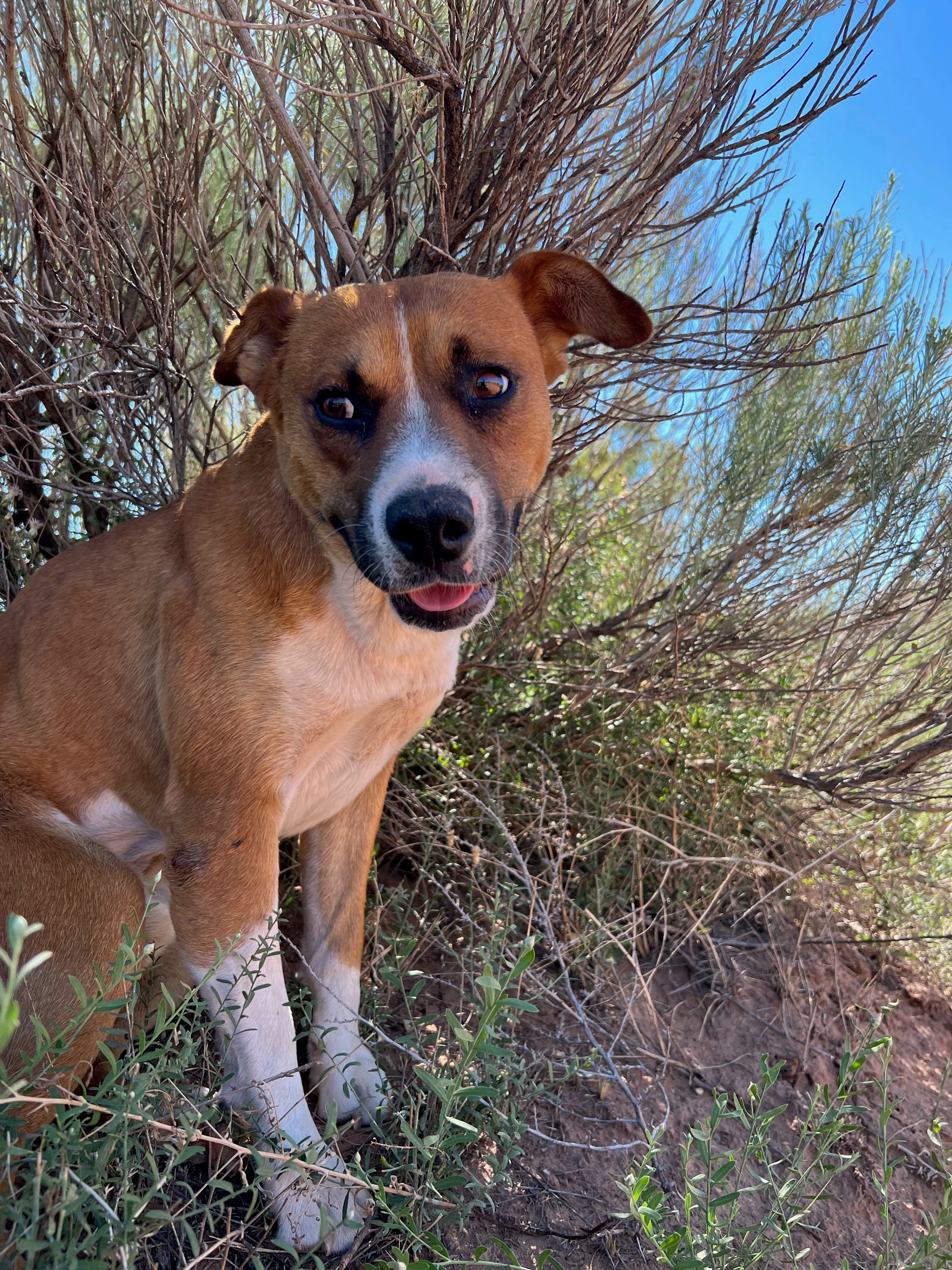 Dog on location in the desert — F**k Your Face